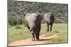 African Elephants 064-Bob Langrish-Mounted Photographic Print