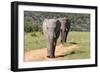 African Elephants 065-Bob Langrish-Framed Photographic Print