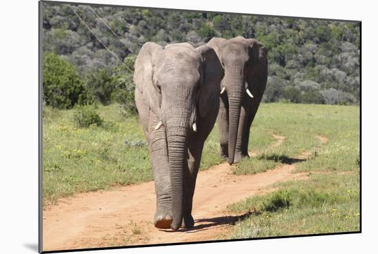 African Elephants 065-Bob Langrish-Mounted Photographic Print