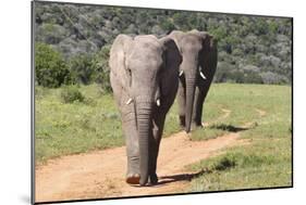 African Elephants 065-Bob Langrish-Mounted Photographic Print