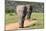 African Elephants 065-Bob Langrish-Mounted Photographic Print