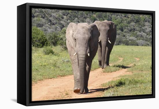 African Elephants 065-Bob Langrish-Framed Stretched Canvas