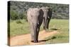 African Elephants 065-Bob Langrish-Stretched Canvas