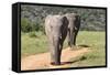 African Elephants 065-Bob Langrish-Framed Stretched Canvas
