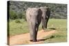 African Elephants 065-Bob Langrish-Stretched Canvas