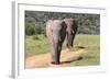 African Elephants 065-Bob Langrish-Framed Photographic Print