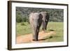 African Elephants 065-Bob Langrish-Framed Photographic Print