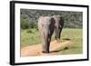 African Elephants 065-Bob Langrish-Framed Photographic Print