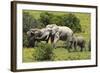 African Elephants 067-Bob Langrish-Framed Photographic Print
