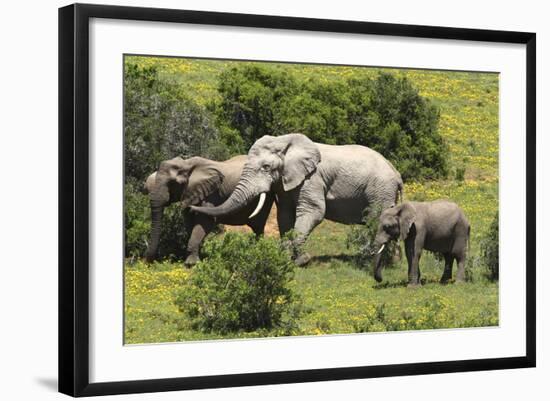 African Elephants 067-Bob Langrish-Framed Photographic Print