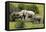 African Elephants 067-Bob Langrish-Framed Stretched Canvas