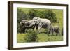 African Elephants 067-Bob Langrish-Framed Photographic Print