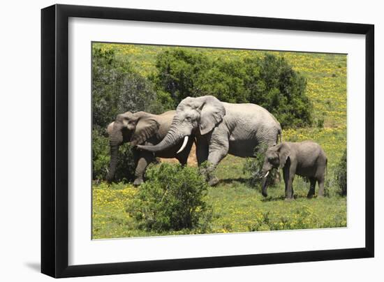 African Elephants 067-Bob Langrish-Framed Photographic Print