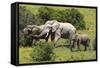 African Elephants 067-Bob Langrish-Framed Stretched Canvas