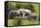 African Elephants 067-Bob Langrish-Framed Stretched Canvas