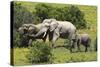 African Elephants 067-Bob Langrish-Stretched Canvas