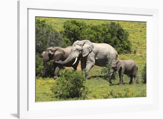 African Elephants 067-Bob Langrish-Framed Photographic Print