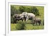 African Elephants 067-Bob Langrish-Framed Photographic Print