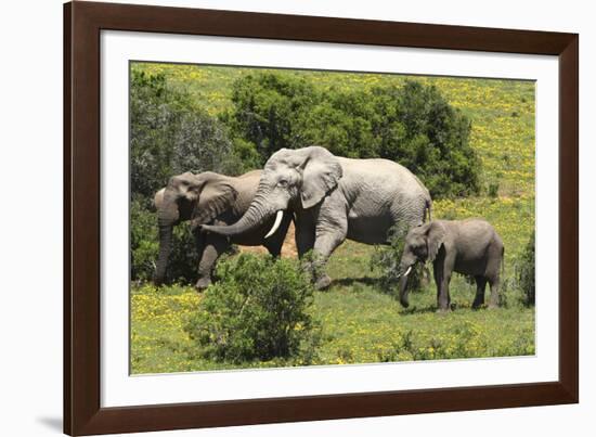 African Elephants 067-Bob Langrish-Framed Photographic Print