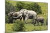 African Elephants 067-Bob Langrish-Mounted Photographic Print