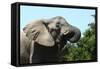 African Elephants 069-Bob Langrish-Framed Stretched Canvas