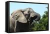African Elephants 069-Bob Langrish-Framed Stretched Canvas