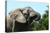 African Elephants 069-Bob Langrish-Stretched Canvas