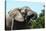 African Elephants 069-Bob Langrish-Stretched Canvas