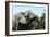 African Elephants 069-Bob Langrish-Framed Photographic Print