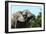African Elephants 069-Bob Langrish-Framed Photographic Print