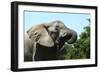 African Elephants 069-Bob Langrish-Framed Photographic Print