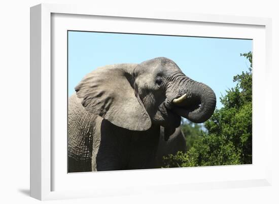 African Elephants 069-Bob Langrish-Framed Photographic Print