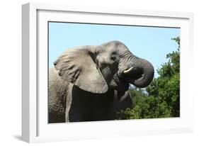 African Elephants 069-Bob Langrish-Framed Photographic Print