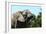 African Elephants 069-Bob Langrish-Framed Photographic Print