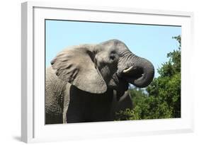 African Elephants 069-Bob Langrish-Framed Photographic Print