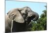 African Elephants 069-Bob Langrish-Mounted Photographic Print