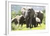 African Elephants 071-Bob Langrish-Framed Photographic Print