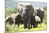 African Elephants 071-Bob Langrish-Mounted Photographic Print