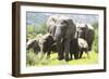 African Elephants 071-Bob Langrish-Framed Photographic Print