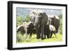 African Elephants 071-Bob Langrish-Framed Photographic Print