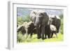 African Elephants 071-Bob Langrish-Framed Photographic Print