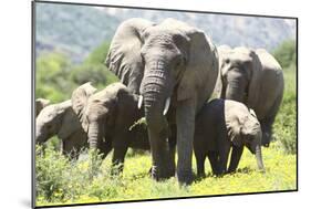 African Elephants 071-Bob Langrish-Mounted Photographic Print