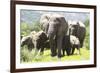 African Elephants 071-Bob Langrish-Framed Photographic Print