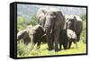African Elephants 071-Bob Langrish-Framed Stretched Canvas