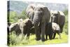 African Elephants 071-Bob Langrish-Stretched Canvas