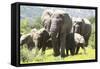 African Elephants 071-Bob Langrish-Framed Stretched Canvas