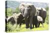 African Elephants 071-Bob Langrish-Stretched Canvas