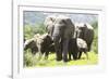 African Elephants 071-Bob Langrish-Framed Photographic Print