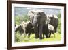 African Elephants 071-Bob Langrish-Framed Photographic Print