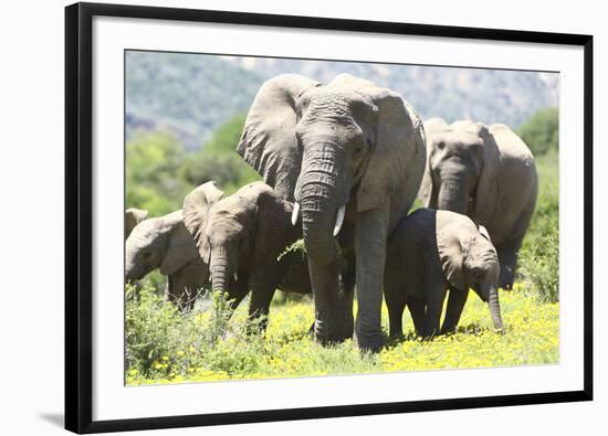 African Elephants 071-Bob Langrish-Framed Photographic Print